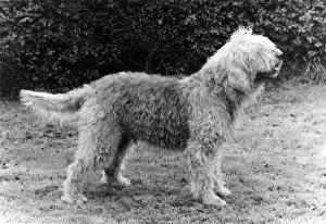 Owners Prints: FALL / OTTER HOUND / 1983