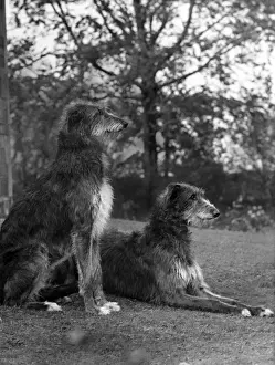 Hartley Prints: FALL / PAIR OF DEERHOUNDS