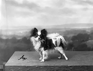 Papillon Prints: FALL / PAPILLON / 1934