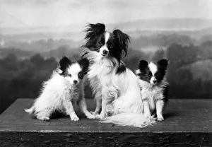 Agate Gallery: FALL / PAPILLON / 1935