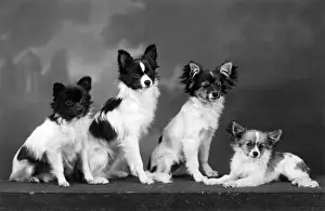 Papillon Prints: FALL / PAPILLON / 1938