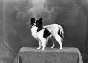 Papillon Prints: FALL / PAPILLON / 1949