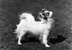 FALL / PAPILLON / 1965