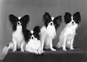 Papillon Prints: FALL / PAPILLON / 1977