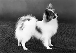 Owners Prints: FALL / PAPILLON / 1984
