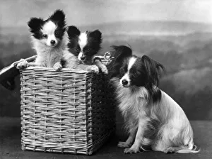 Agate Gallery: FALL / PAPILLON / BASKET