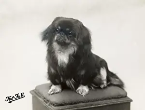Pekingese Prints: FALL / PEKINGESE / 1910