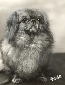 Pekingese Prints: FALL / PEKINGESE / 1912