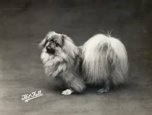 Pekingese Prints: FALL / PEKINGESE / 1914