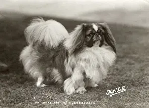 Pekingese Prints: FALL / PEKINGESE / 1919 / 20