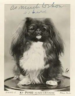 Pekingese Prints: FALL / PEKINGESE / 1919