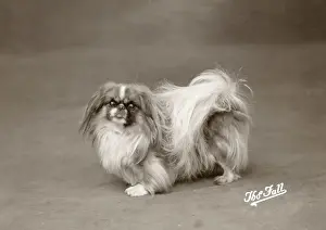 Pekingese Prints: FALL / PEKINGESE / 1925