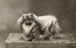 Pekingese Prints: FALL / PEKINGESE / 1928
