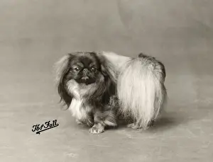FALL / PEKINGESE / 1929