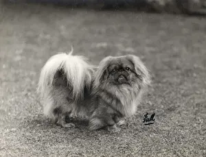 FALL / PEKINGESE / 1930