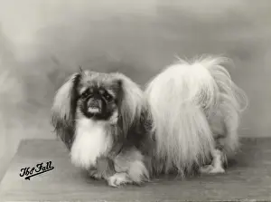 FALL / PEKINGESE / 1932