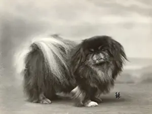 FALL / PEKINGESE / 1932