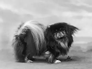 FALL / PEKINGESE / 1932
