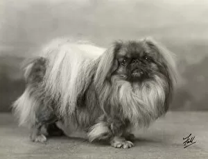 1932 Collection: Fall / Pekingese / 1932