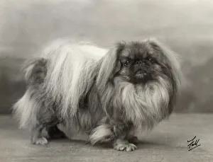 Breeds Collection: Fall / Pekingese / 1932