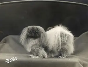 Pekingese Prints: FALL / PEKINGESE / 1935