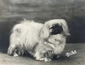 FALL / PEKINGESE / 1935