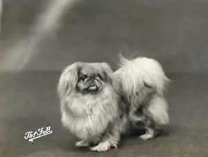 Pekingese Prints: FALL / PEKINGESE / 1936