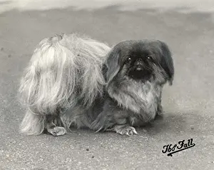 FALL / PEKINGESE / 1936