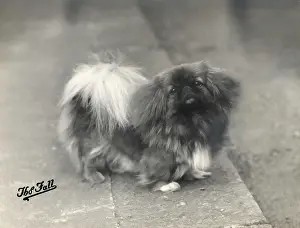 FALL / PEKINGESE / 1937