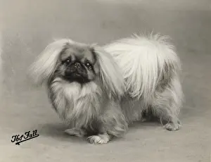 FALL / PEKINGESE / 1937