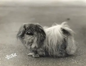 Fall / Pekingese / 1937
