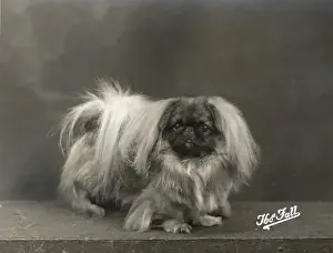 Fall / Pekingese / 1937