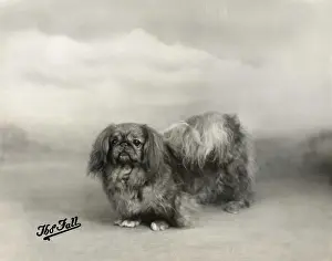 Pekingese Prints: FALL / PEKINGESE / 1938