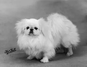FALL / PEKINGESE / 1938