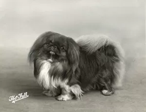Images Dated 29th August 2018: FALL / PEKINGESE / 1939