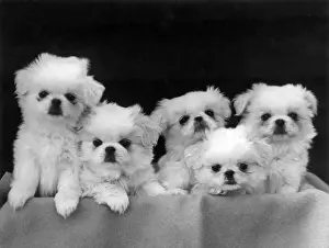 FALL / PEKINGESE / 1946