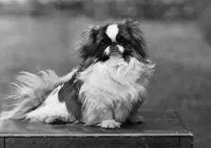 Pekingese Prints: FALL / PEKINGESE / 1949