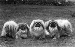 FALL / PEKINGESE / 1949