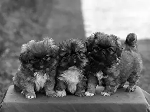 FALL / PEKINGESE / 1949