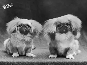 Pekingese Prints: FALL / PEKINGESE / 1950