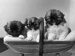 Pekingese Prints: FALL / PEKINGESE / 1952