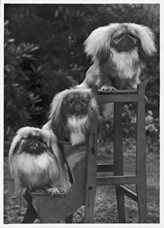 Pekingese Prints: FALL / PEKINGESE / 1953