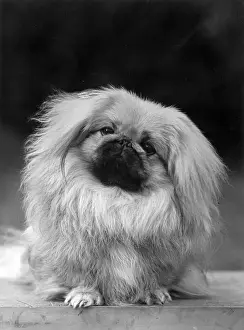 FALL / PEKINGESE / 1955