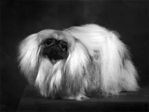 FALL / PEKINGESE / 1959
