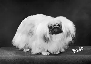 Pekingese Prints: FALL / PEKINGESE / 1975