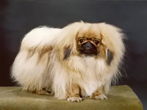 Pekingese Prints: FALL / PEKINGESE / 1980