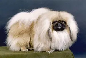 Pekingese Prints: FALL / PEKINGESE / 1981