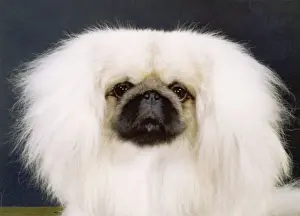 Fall - Pekingese - 1981