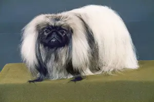 Pekingese Prints: FALL / PEKINGESE / 1988