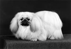 FALL / PEKINGESE / 1988